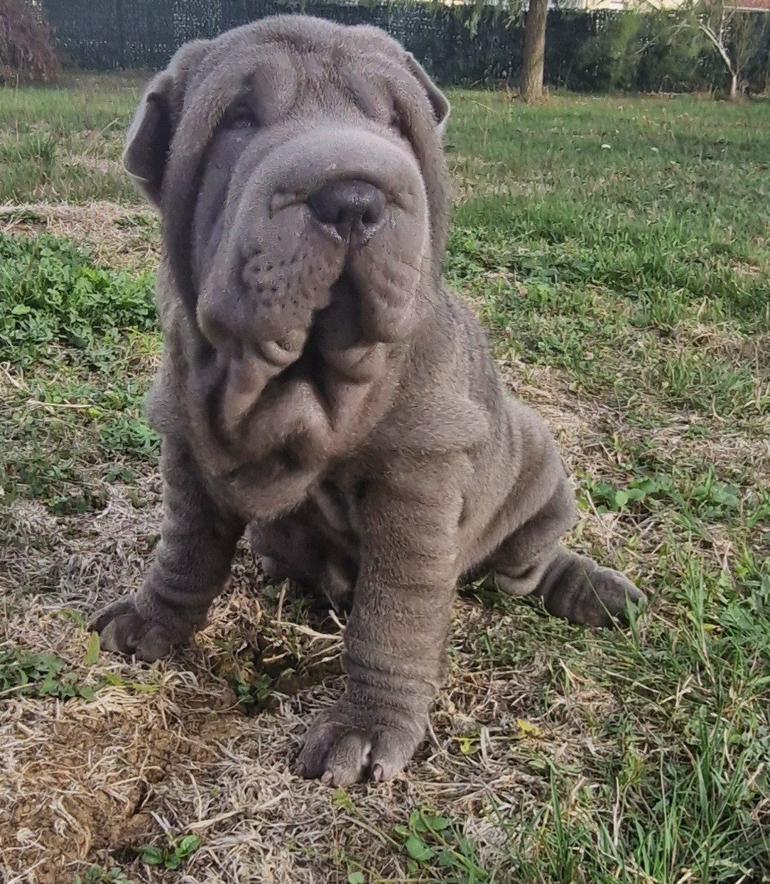 BELLA (Collier jaune)