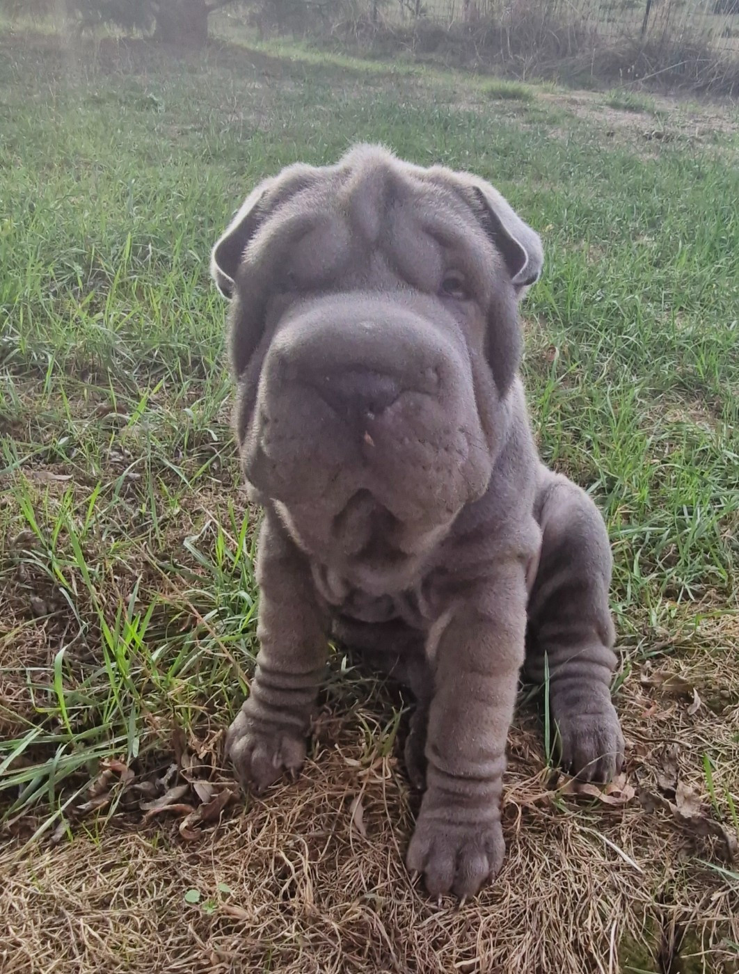 BABOU