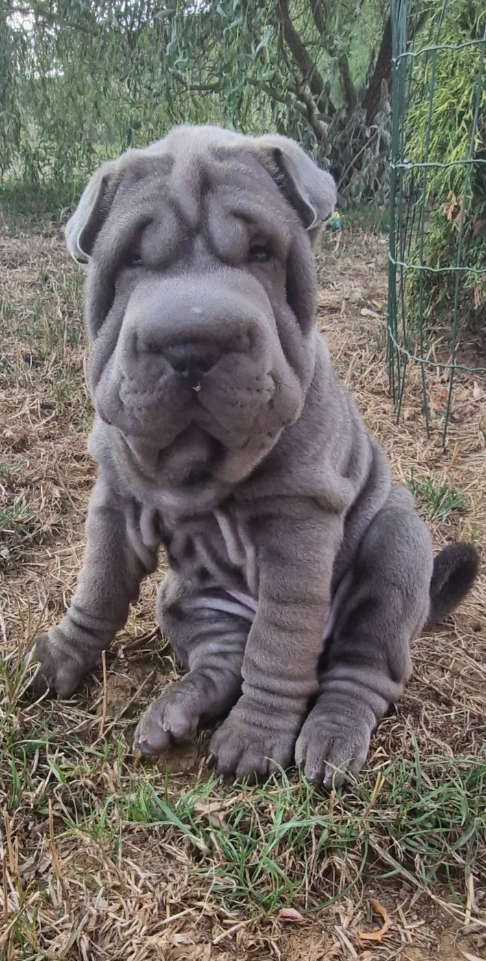 BABOU