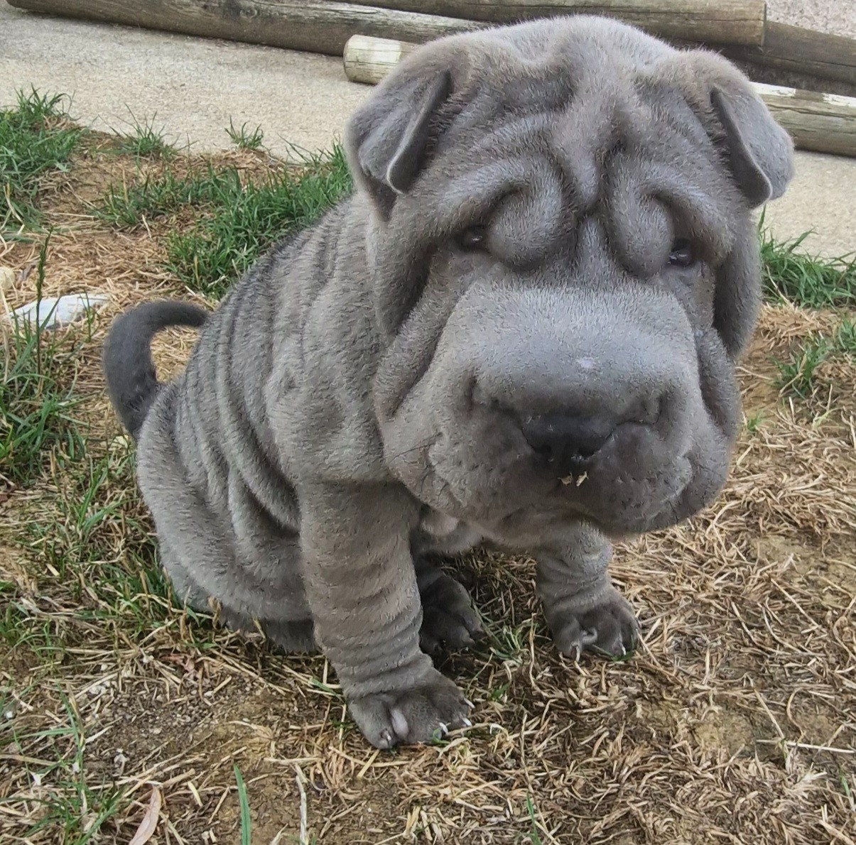 BABOU