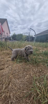 Les chiots de Shar Pei
