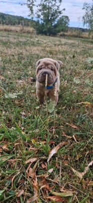Les chiots de Shar Pei