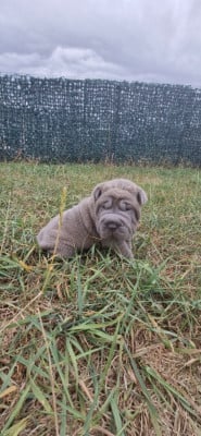 Les chiots de Shar Pei