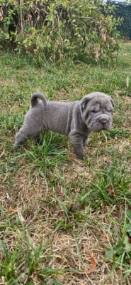 Les chiots de Shar Pei