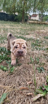 Les chiots de Shar Pei