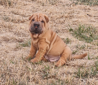 Les chiots de Shar Pei