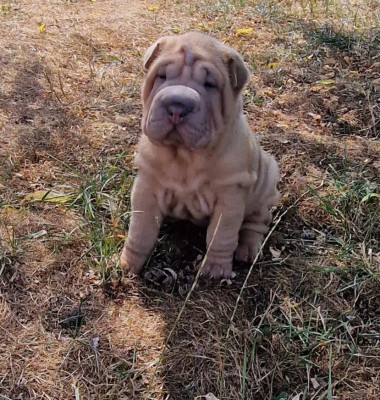 Les chiots de Shar Pei
