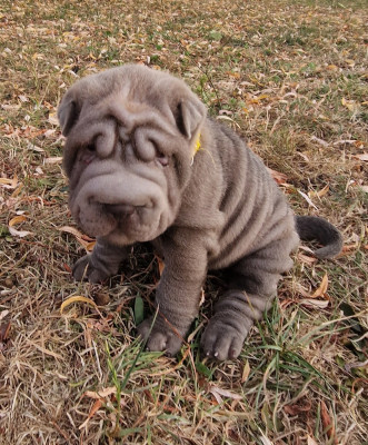 Les chiots de Shar Pei