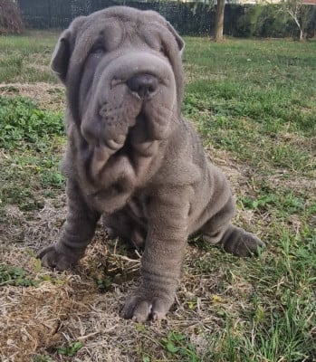 Les chiots de Shar Pei