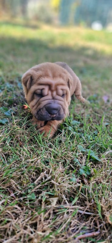 Shar Pei - (Sans Affixe)