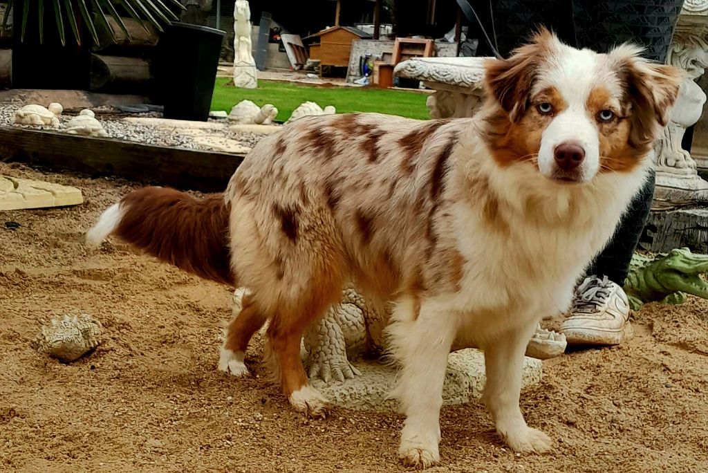 Very pretty ruby's Du Domaine Des Perles D'Ambène