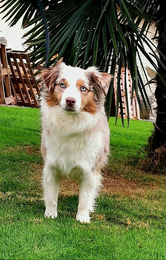 Very pretty ruby's Du Domaine Des Perles D'Ambène