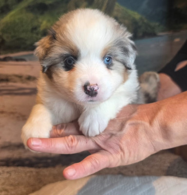 CHIOT 1 - Berger Américain Miniature 