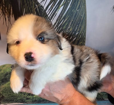 CHIOT 2 - Berger Américain Miniature 