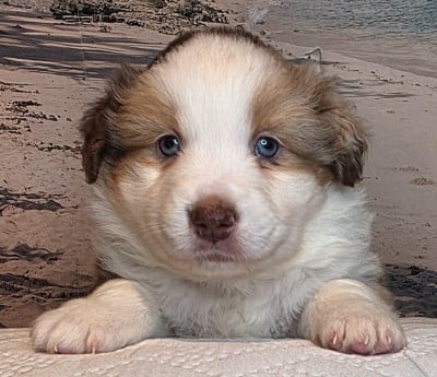 CHIOT 3 - Berger Américain Miniature 