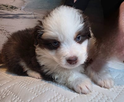 CHIOT 4 - Berger Américain Miniature 