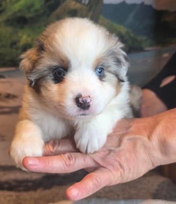 CHIOT 5 - Berger Américain Miniature 