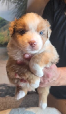 CHIOT 6 - Berger Américain Miniature 