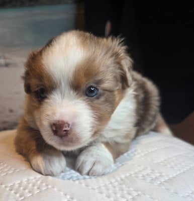 CHIOT 7 - Berger Américain Miniature 