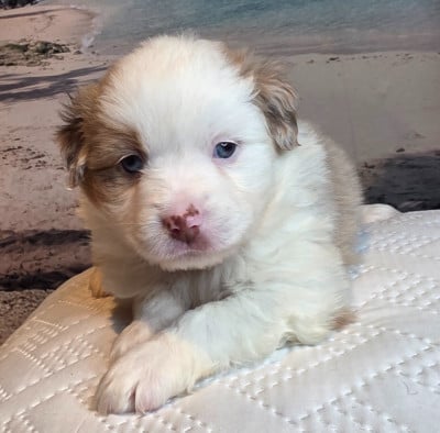 Berger Américain Miniature 