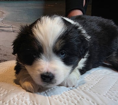 CHIOT 9 - Berger Américain Miniature 