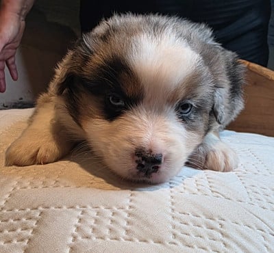 Les chiots de Berger Américain Miniature 