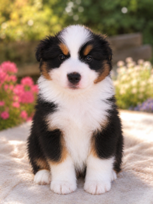 Les chiots de Berger Américain Miniature