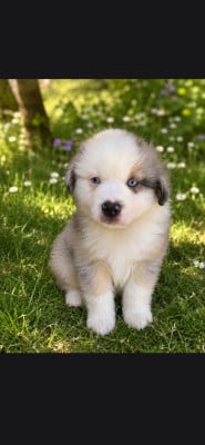 Les chiots de Berger Américain Miniature