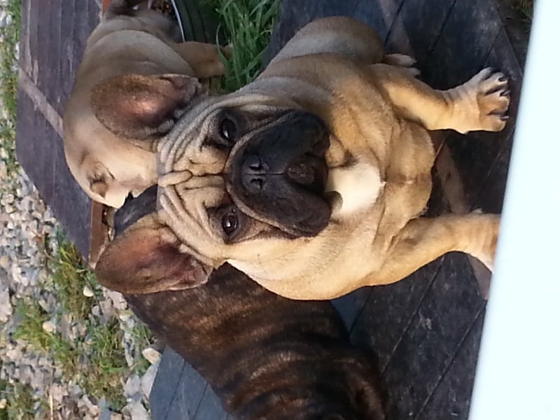 Publication : Des flocons de denat