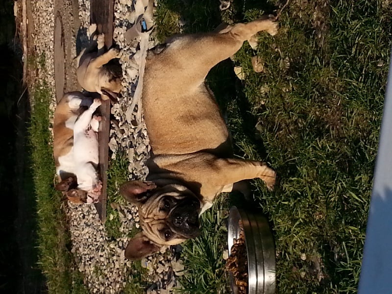 Publication : Des flocons de denat