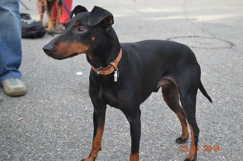 Irho De L'Elite Noir Et Feu - Irho confirmé