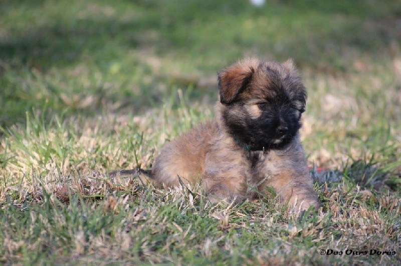 CH. Mendi Des Ours Dorés