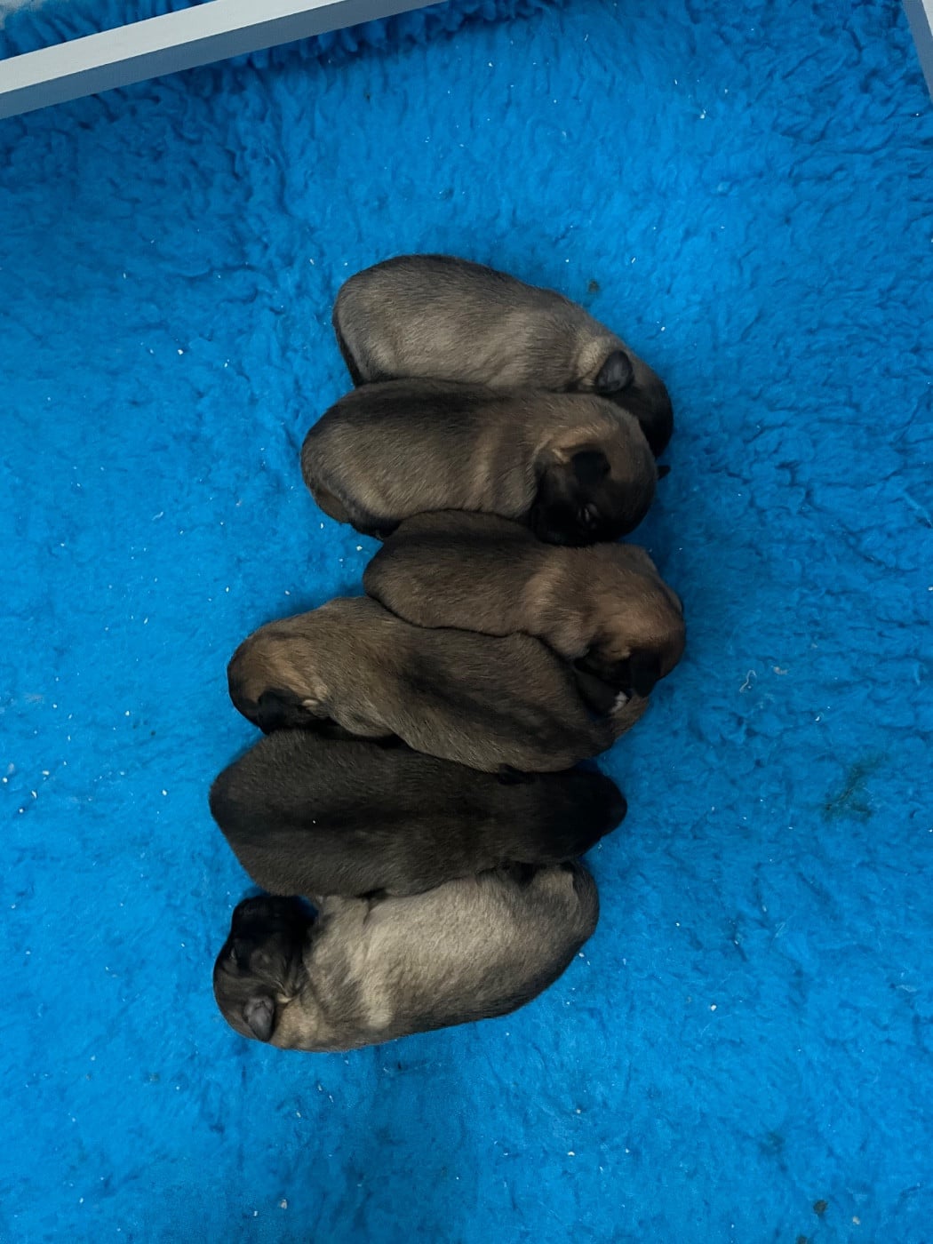 Berger des Pyrenees à face rase - Des Ours Dorés