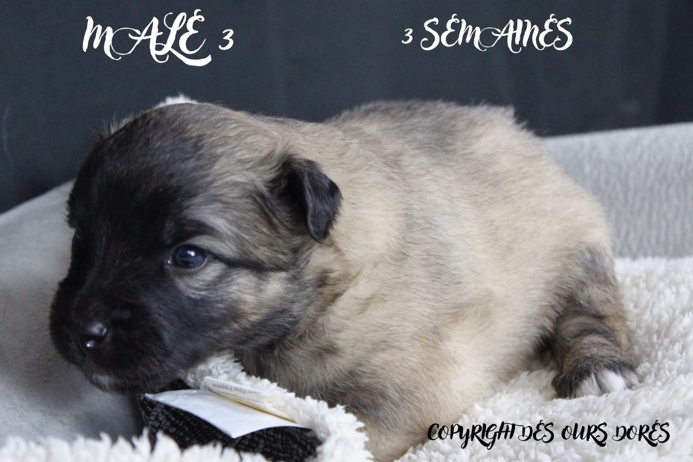 CHIOT 6 - Berger des Pyrenees à face rase