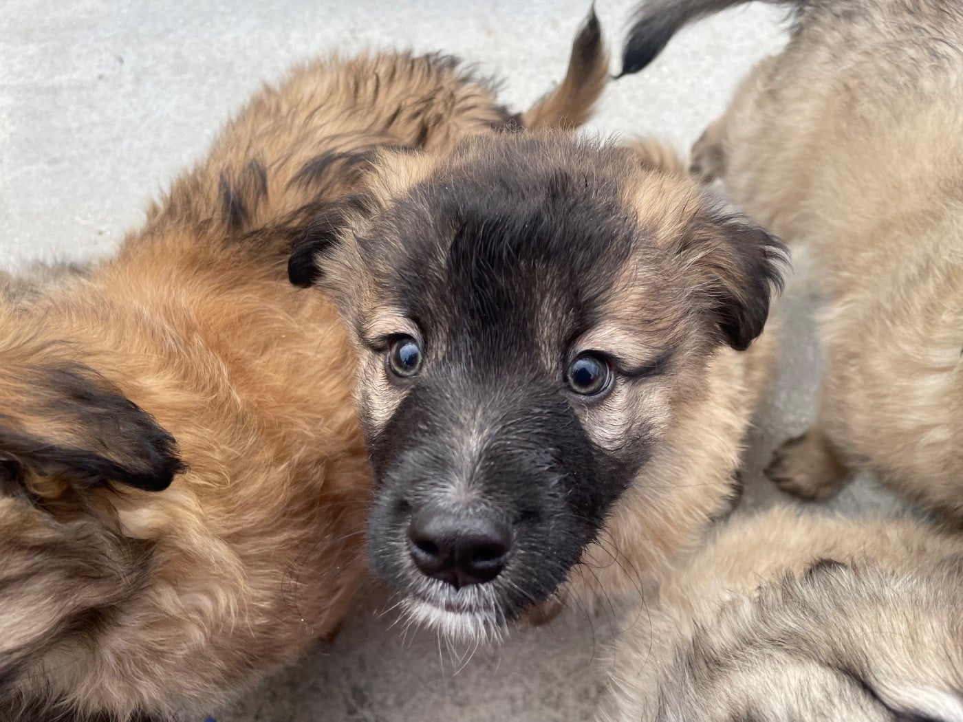 Arou - Berger des Pyrenees à face rase
