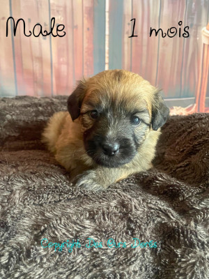 Les chiots de Berger des Pyrenees à poil long