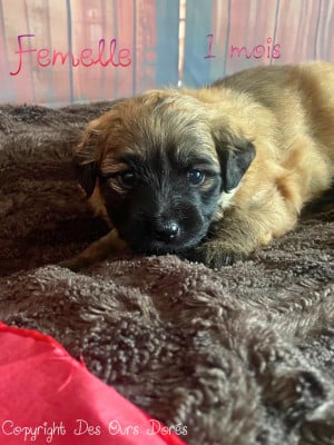 Les chiots de Berger des Pyrenees à poil long