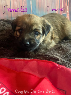 Les chiots de Berger des Pyrenees à poil long