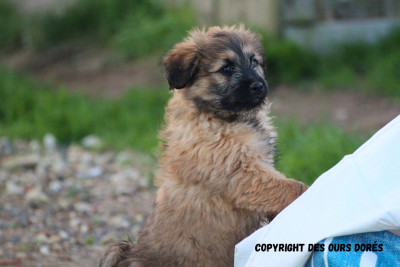 Les chiots de Berger des Pyrenees à poil long