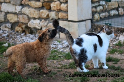 Les chiots de Berger des Pyrenees à poil long