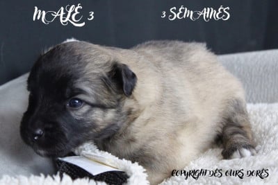 Les chiots de Berger des Pyrenees à face rase