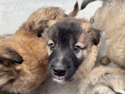 Les chiots de Berger des Pyrenees à face rase