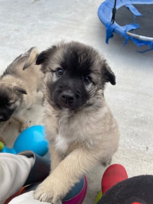 Astazou - Berger des Pyrenees à face rase