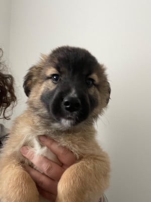 Les chiots de Berger des Pyrenees à face rase