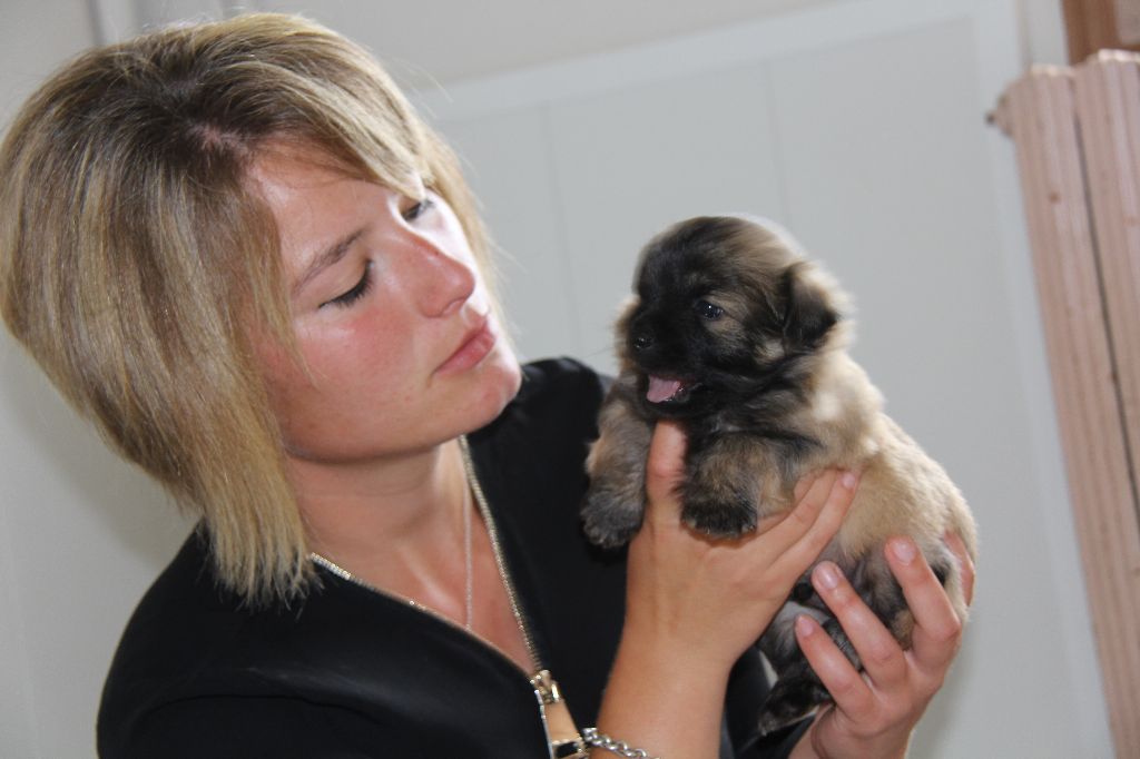 Accueil Elevage Des Ours Dorés Eleveur De Chiens Berger