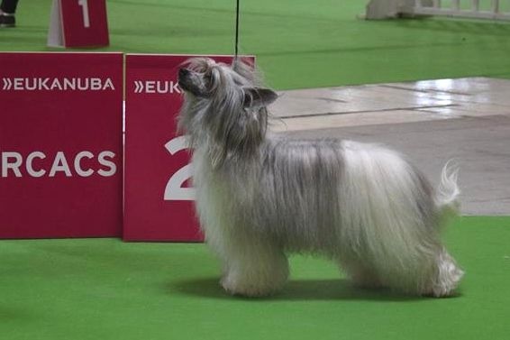 Publication : Des Zephyrs De L'olympe Auteur : sylvie Hébert