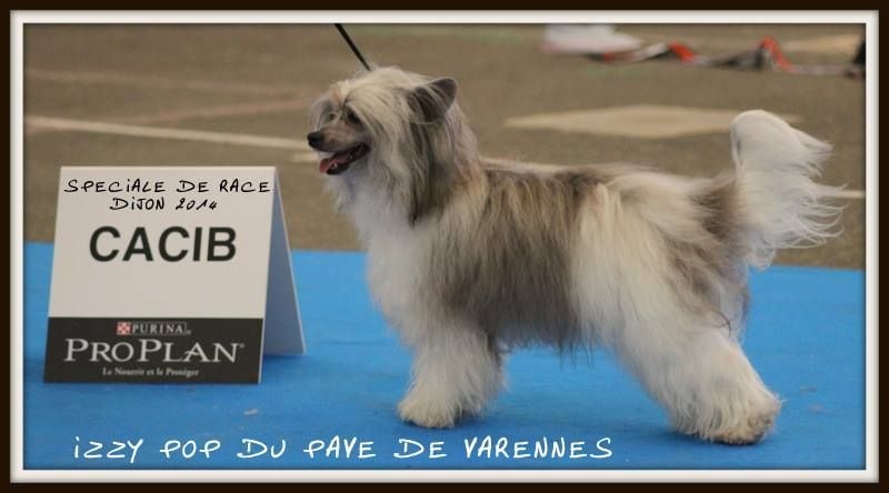 CH. Izzy pop Du pave de varennes - 1° EXC/CACS/CACIB/BOS