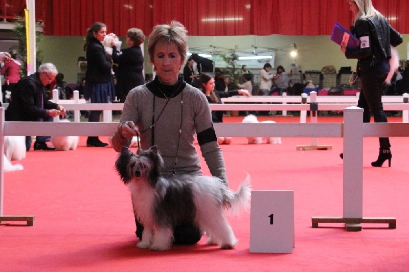 CH. Izzy pop Du pave de varennes - 1°EXCBOB Jeune