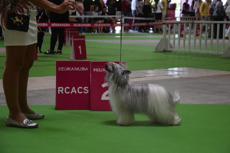 CH. Izzy pop Du pave de varennes - 2) EXC /RCACS