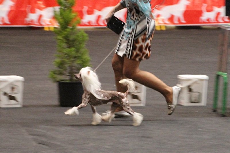 CH. Hotmail Little Champs - 1° EXC/RCACIB classe champion